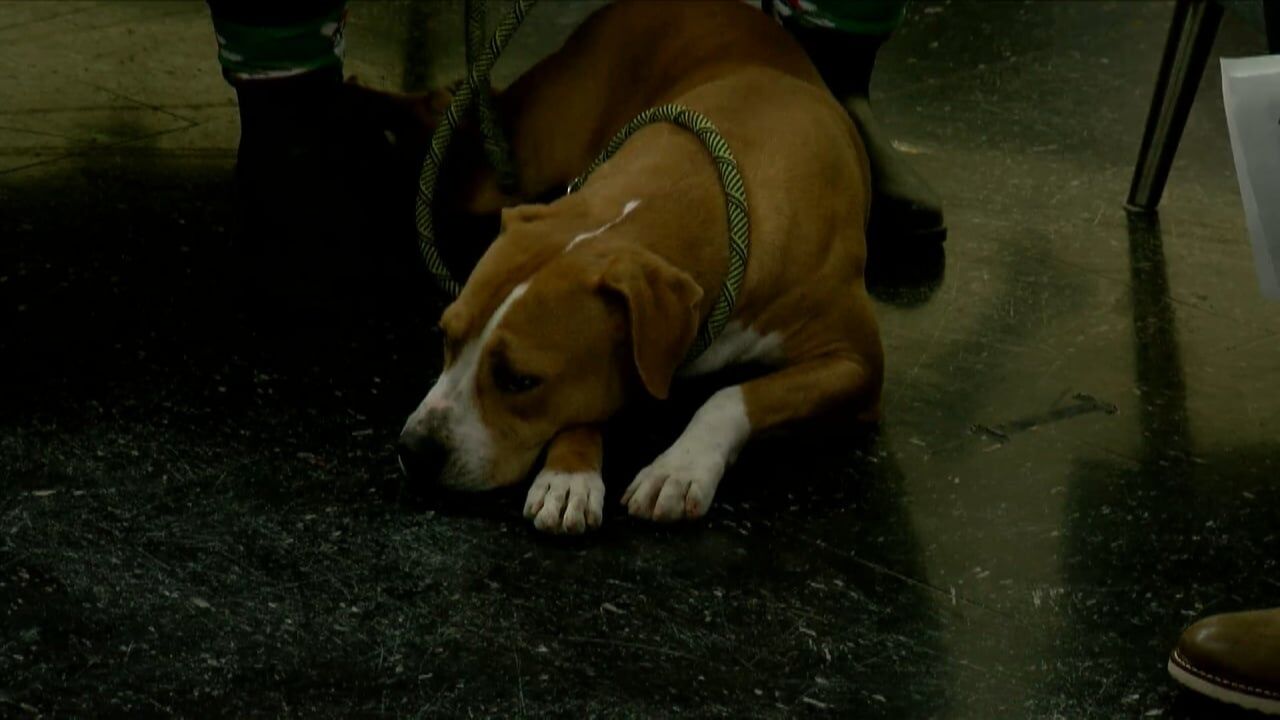 Mutt Monday: Adopt Junie!